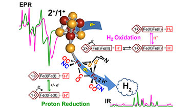 Illustration labeled "EPR" in the upper left above green and purple graph peaks and valleys, leading to a cluster of red and yellow spheres that form a molecule to the right and labeled "2+/1+." Behind the red/yellow spheres is a blue arrow and molecular symbols leading to the lower right with "H2" in a blue cloud above purple and green graph peaks and valleys labeled "IR." In the upper right is a molecular reaction labeled "H2 Oxidation" and in the lower left is a molecular reaction labeled "Proton Reduction."