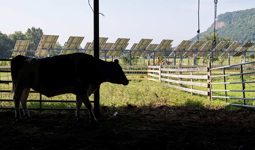 A cow stands in the shade while two rows of solar panels receive sunlight in a nearby field.