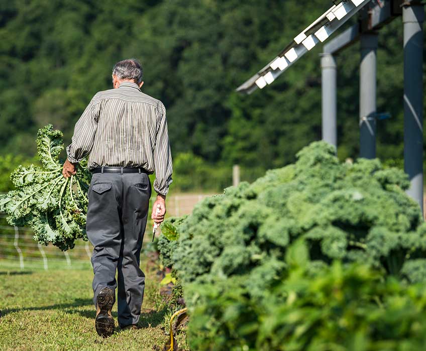 A man carries leafy vegetables as he walks past a row of crops and solar panels.