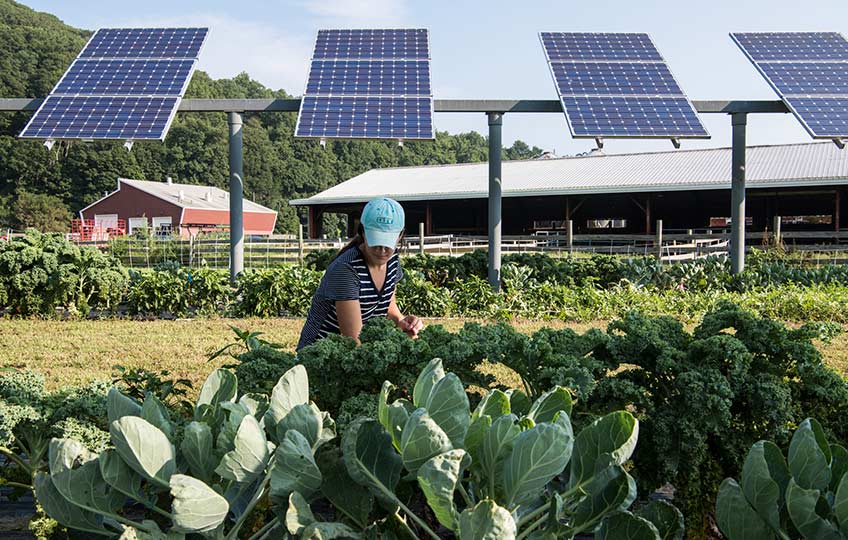 A woman tends to edible plants in front of a row of solar panels.