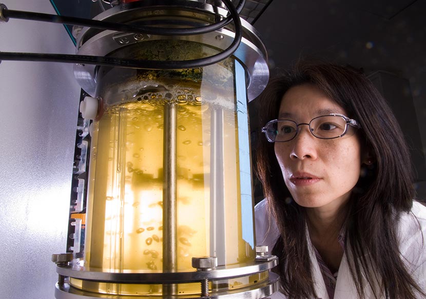 A photo of an NREL researcher studying microalgae as a potential source of biofuels.