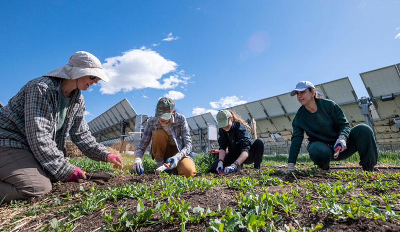 Four people seated and crouched in a field with solar panels, planting.