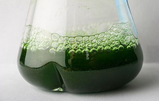 Liquid cyanobacteria culture being grown in a flask in the laboratory.