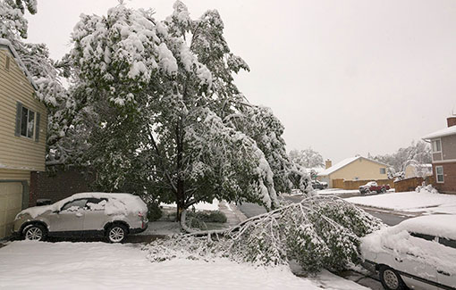 Snow-covered tree branch falls next to car in residential setting.