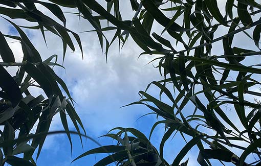 Looking up at the tops of XanoGrass with blue sky in the background.