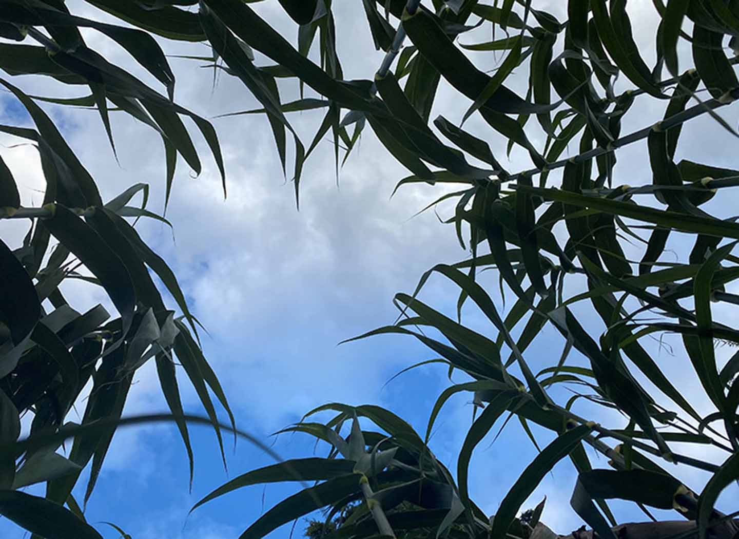 Looking up at the tops of XanoGrass with blue sky in the background.