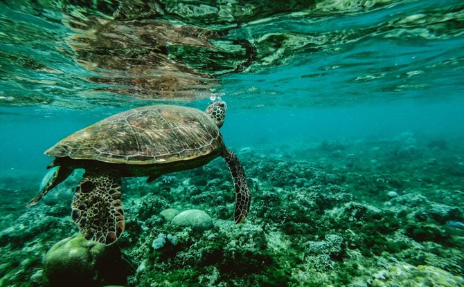 Sea turtle swimming.