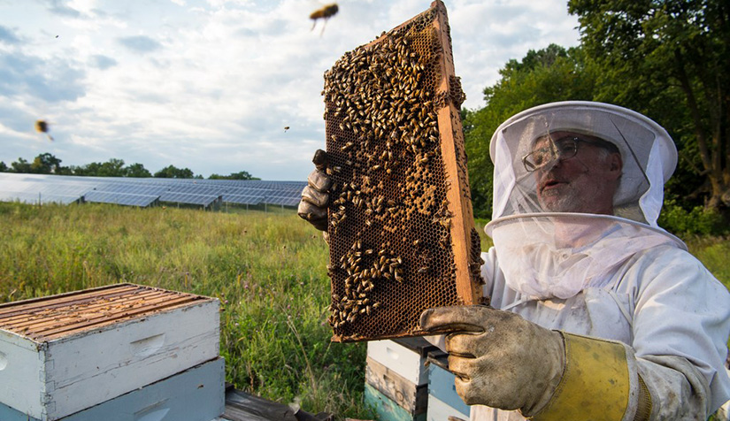 A beekeeper looking at honeycomb.