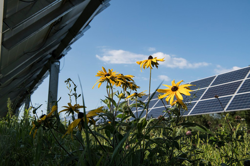 Flowers in front of solar panels.