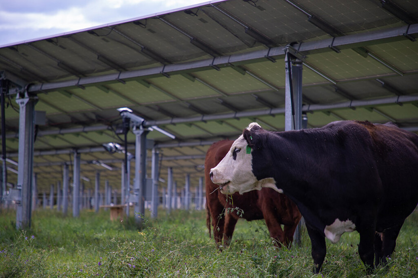 A cow stands in the shade with multiple rows of solar panels in the background.