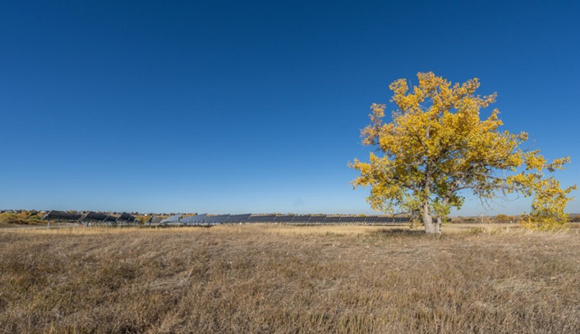 A tree with fall foliage in a field of solar panels.