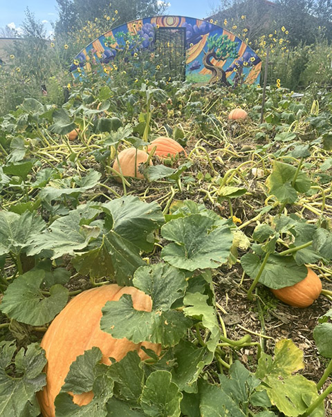  garden of pumpkins with an arch painted with a brightly colored mural in the background.