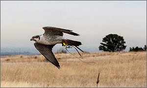 Photo of a flying falcon with monitoring equipment attached.