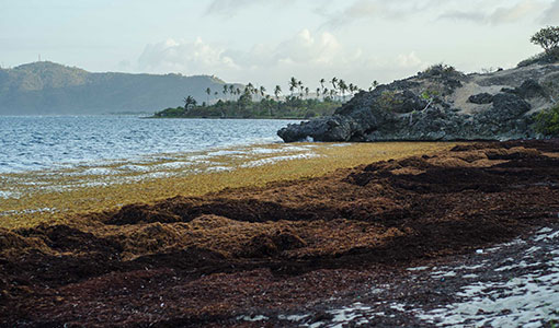 The Caribbean Is Swimming in Seaweed. Scientists Aim To Turn It Into Jet Fuel and Batteries