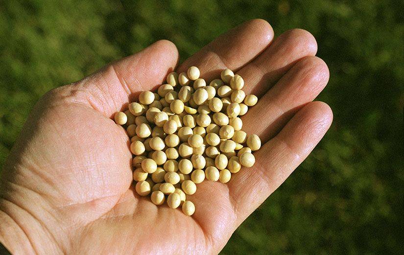 A hand holding tan-colored soybeans the size of small peas.