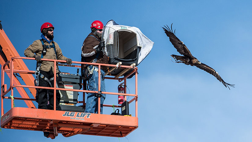 Jason Roadman and veterinarian Seth Oster release a golden eagle from a lift