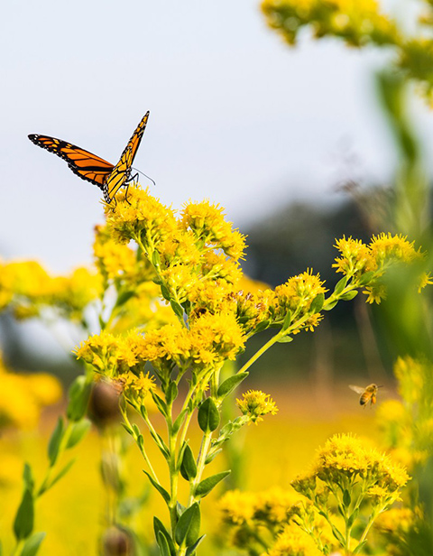 A butterfly on flowers. 