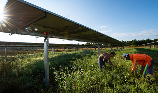 Two people study plants in a field underneath a solar array. 