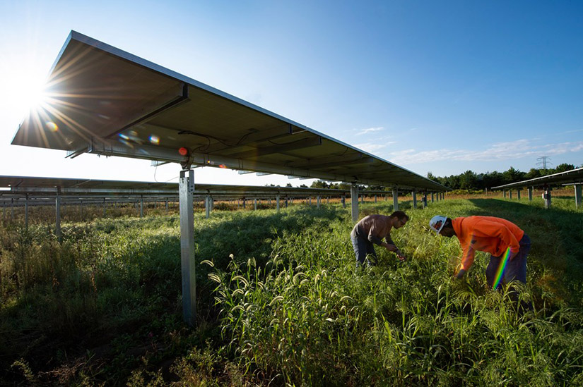 Two people study plants in a field underneath a solar array. 