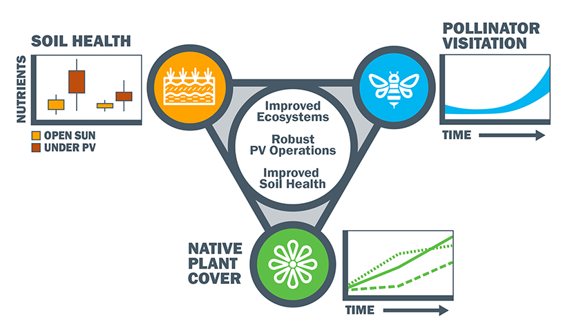  Core findings from the research—improved ecosystems, robust PV operations, and improved soil health—are in the center. Top left shows a mini graphic on Soil Health: Nutrients are increased under PV versus open sun. Top right shows a mini graphic on pollinator visitation: numbers increase over time. Bottom center shows a mini graphic depicting native plant cover, which also increased over time across various species. 