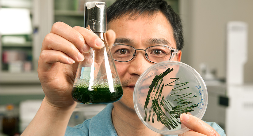 Scientist in lab holds beaker and petri dish containing green cyanobacteria cultures.