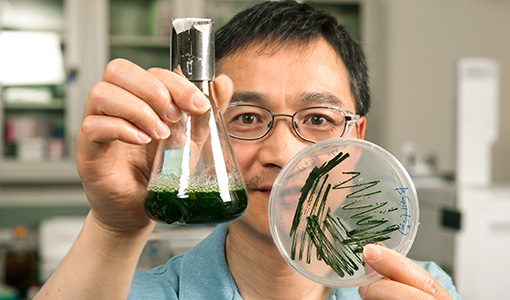 Scientist in lab holds beaker and petri dish containing green cyanobacteria cultures.