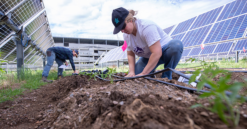 Researcher Silvana Ovaitt plants crops in ground between solar panels.