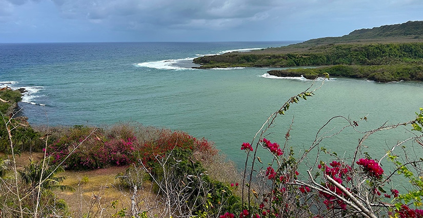 A grassy beachfront with view of the ocean.