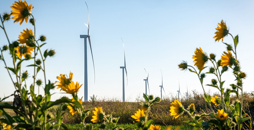 A photo depicting a row of wind turbines standing above a field of sunflowers.