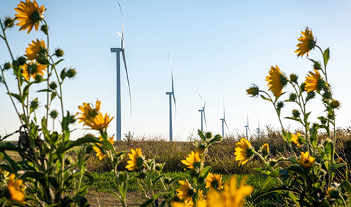 A photo depicting a row of wind turbines standing above a field of sunflowers.