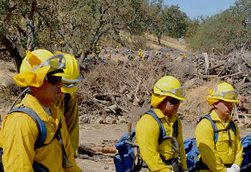 A group of firefighters stand in a forest